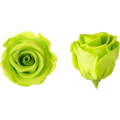 Hlavy růží - standard 6 ks Bright lime - zářivě limetková