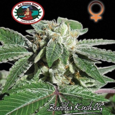 Big Buddha Seeds BUDDHA KUSH OG semena neobsahují THC 5 ks
