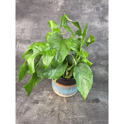 Rhaphidophora Tetrasperma 12 cm (Mini monstera)