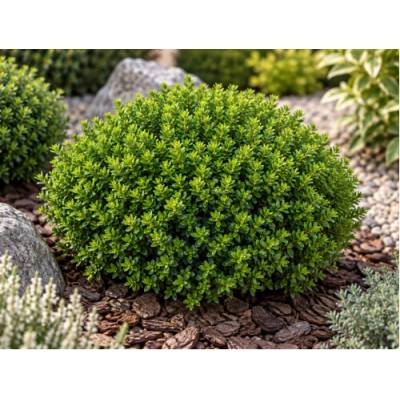 Hebe vždyzelené (Hebe ochracea) ´GREEN GLOBE´- výška 10 cm, Ø 10-15 cm, kont. P10