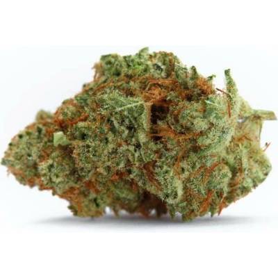 Growers Choice Naranja Biscotti Fast Version semena neobsahují THC 5 ks