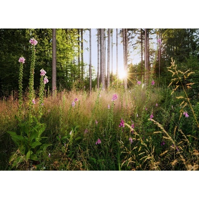 Komar Vliesová fototapeta Summer Glade rozměry 350 x 250 cm