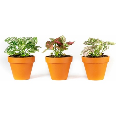Gardners Hypoestes mix, průměr 8,5 cm Podrostovka