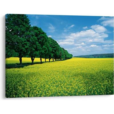 Obraz pole s alejí, jednodílný 70x50 cm