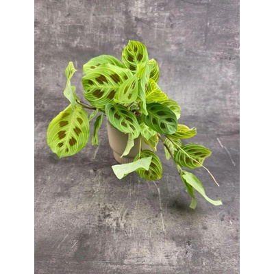 Marantha leuconeura ‘Kerchoveana Variegata’ 12 cm (Miluje vlhko a polostín)