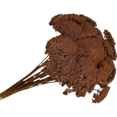 Stabilizované kvety Rebríček - Achillea 200g - hnedá