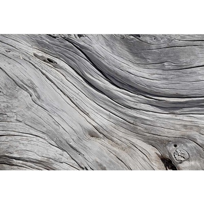 DIMEX MS-5-0160 vliesová fototapeta na zeď Štruktúra stromu rozmery 375 x 250 cm