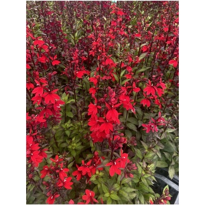 Lobelia speciosa STARSHIP SCARLET - lobelka