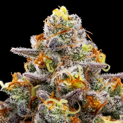 Anesia Seeds Purple Boost Highness semienka neobsahujú THC 10 ks