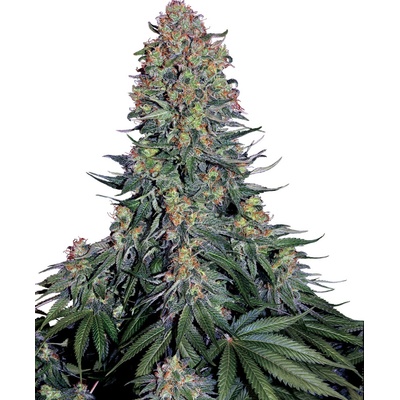 Sensi Seeds Blue Skunk semena neobsahují THC 3 ks