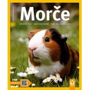 Morče