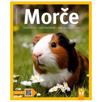 Morče