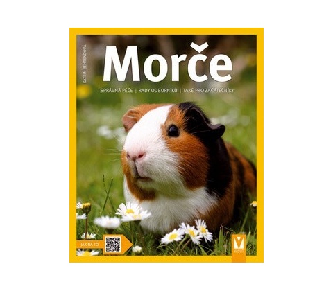 Morče