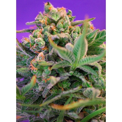 Sweet Seeds Sweet Cheese F1 Fast Version semena neobsahují THC 5 ks