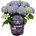 Forever & Ever® Macrophylla Blue Forever & Ever®
