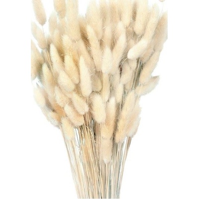 Sušený lagurus bílý 80 g