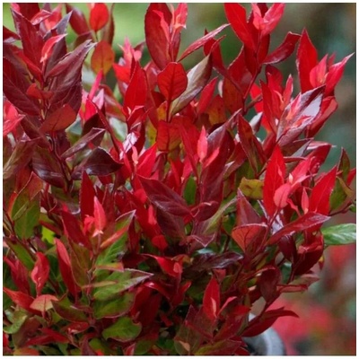 Leucothoe fontan. 'Little Flames' ® 20-30 VKR3L