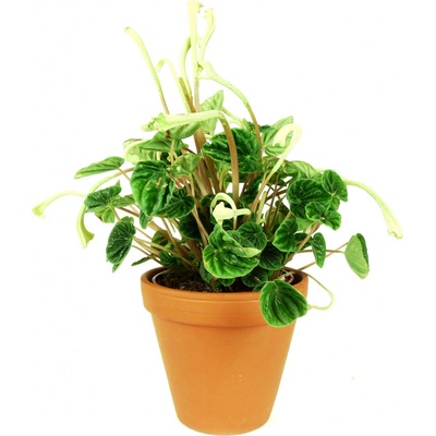 Gardners Peperomia caperata Lilian, průměr 12 cm Peperomie, pepřinec