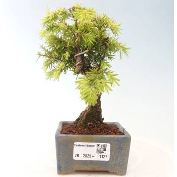 e-bonsai Venkovn bonsai - Tsuga canadensis - Jedlovec - Heureka.cz