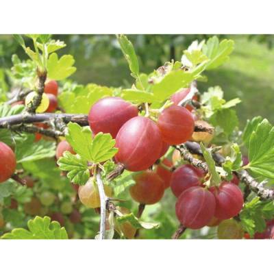 Egreš BIO beztŕňový FloraSelf Bio Ribes uva-crispa 'Captivator' kvetináč 3 l