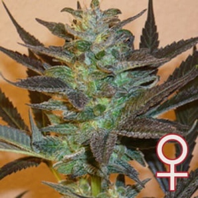 KC Brains Seeds K.C. 48 AUTO semena neobsahují THC 5 ks