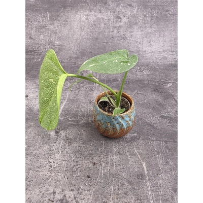 Monstera Thai Constellation mini