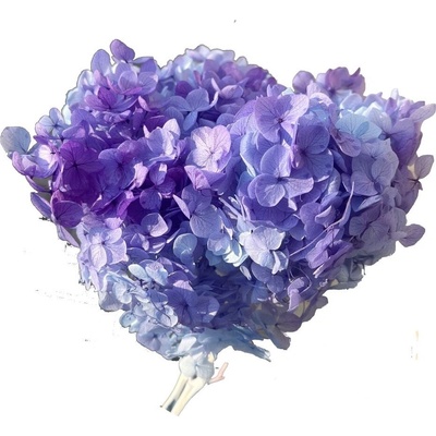 Hydrangea big stabilizovaná - mix purpurová/modrá