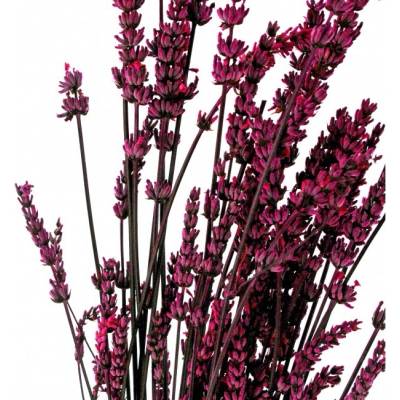Stabilizovaná rostlina Lavandule Fuchsia 40-60 cm