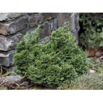 Cypruštek tupolistý (Chamaecyparis obtusa) ´NANA GRACILIS´ - výška 10-15 cm, ⌀ 10-15 cm, kont. C2L