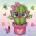 Diamond Dotz Diamond Dotz: Dotzies - Симпатичен кактус