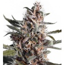 Dutch Passion AUTO Blackberry Kush semena neobsahují THC 7 ks