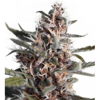 Dutch Passion AUTO Blackberry Kush semena neobsahují THC 7 ks