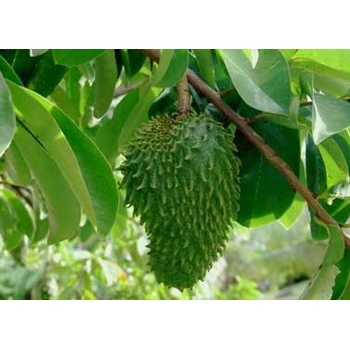 Centrum bylin Graviola anona list 50 g