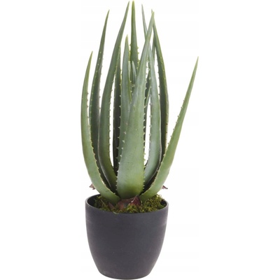 UMĚLÁ ALOE 45 cm