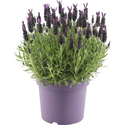 Levandule smilovitá FloraSelf Lavandula stoechas 'Anouk' výška 35-40 cm květináč Ø 19 cm