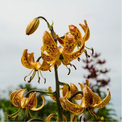 Lilie Martagon Guinea Gold Lilium prodej cibulovin 1 ks
