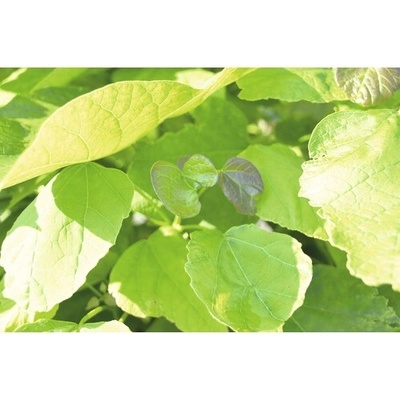 Katalpa trubačovitá 'Nana' FloraSelf výška cca 125 cm květináč 18 l