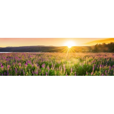 Dimex KI180-145 Dimex Fototapeta do kuchyně Sunset over the Meadow rozměry rozměry 180 x 60 cm