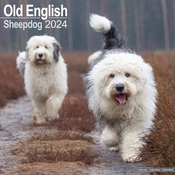 Old English Sheepdog Bobtails 16-Monats 2024