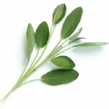 Veritable Вложка за семена Lingot необичайни билки градински чай (lingot-szalwia)