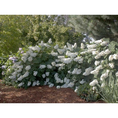 Hortenzia dubolistá Alice 20-40cm - Hydrangea quercifolia kont. 2 l