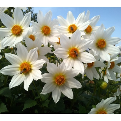 Jiřina 'Imperialis white' 1 ks
