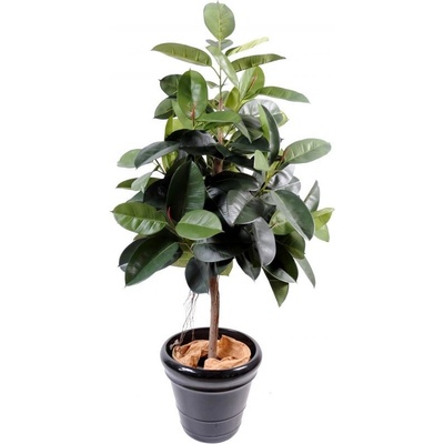Luxusní umělý strom Fíkus Elastica, 150cm