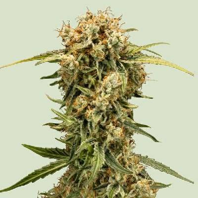 Royal Queen Seeds Medusa F1 AUTO semena neobsahují THC 3 ks