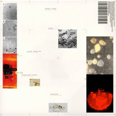 Polygonia, Simon Popp - Apiformes LP