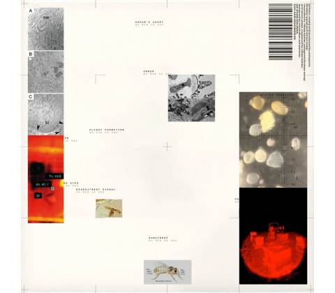 Polygonia, Simon Popp - Apiformes LP