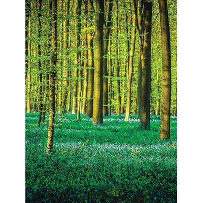 Preinterier Fototapeta panel - PL0167 - Zelený les vlies - 206cm x 275cm