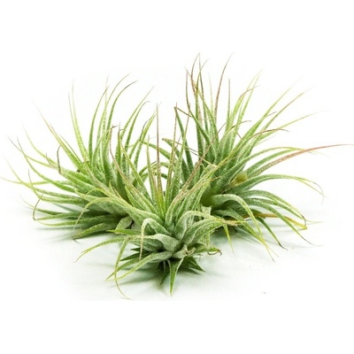 Gardners Tillandsia ionantha green, mini Tillandsie, kykatka