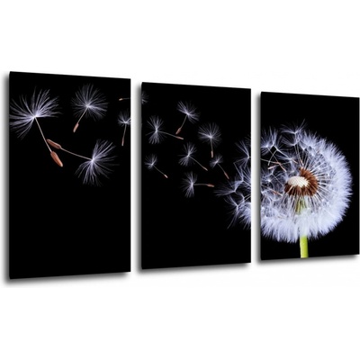 Impresi Obraz Pampeliška na černém pozadí - 120 x 60 cm (3 dílný)