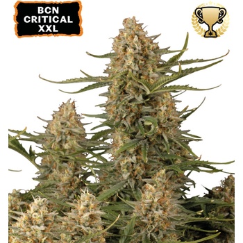 Seedstockers BCN Critical XXL semena neobsahují THC 3 ks